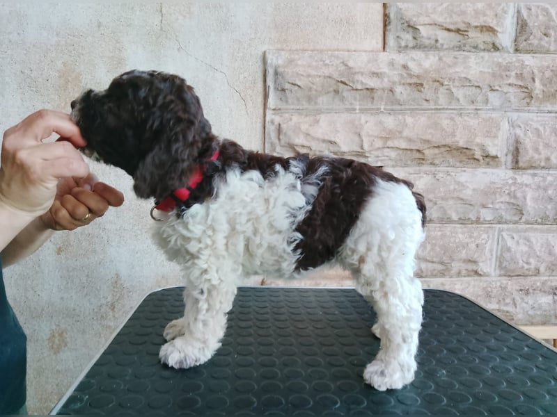Lagotto Romagnolo Welpen