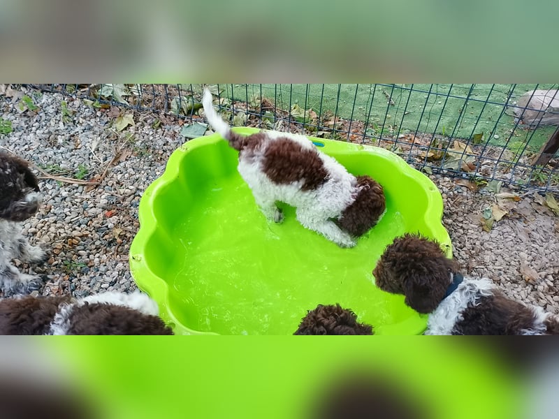 Lagotto Romagnolo Welpen