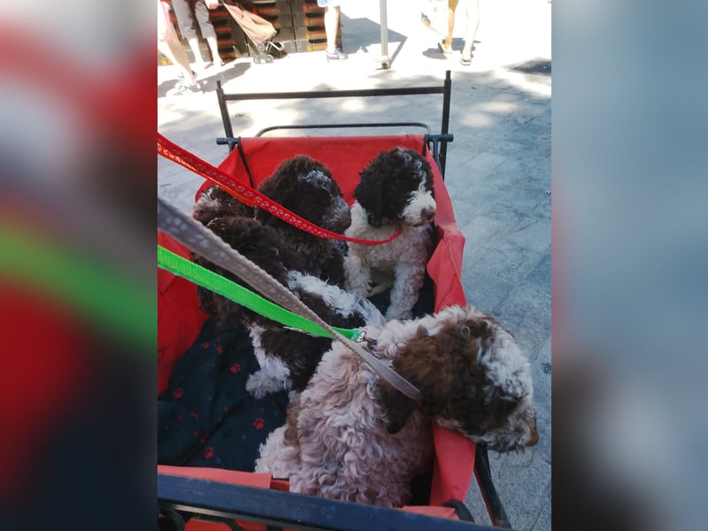 Lagotto Romagnolo Welpen