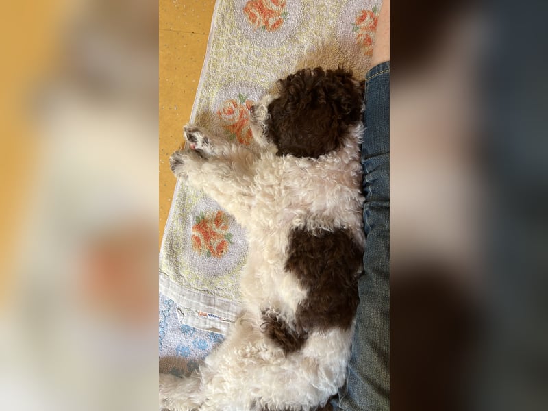 Lagotto Romagnolo, italienischer Wasserhund
