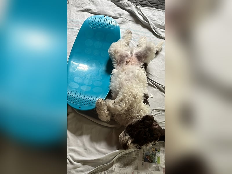 Lagotto Romagnolo, italienischer Wasserhund