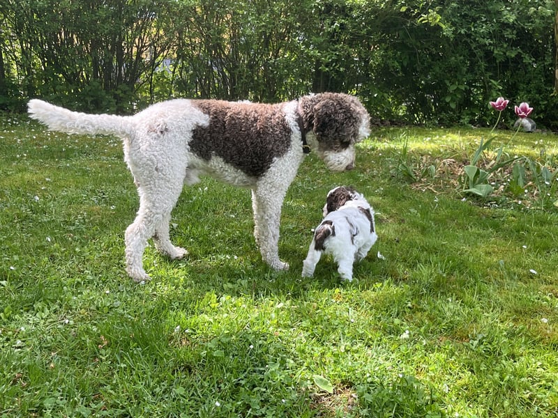 Lagotto Romagnolo, italienischer Wasserhund