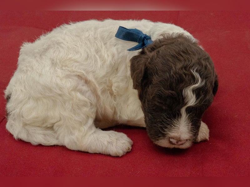 Lagotto Romagnolo Welpen, Wurf vom 10. September 2026, ENCI, Toskana