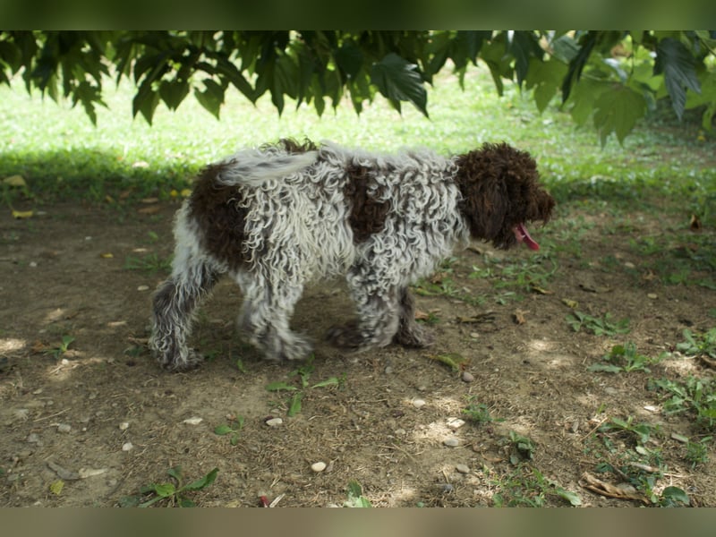 Lagotto Romagnolo Welpe Ugo, ENCI-Ahnentafel, Toskana