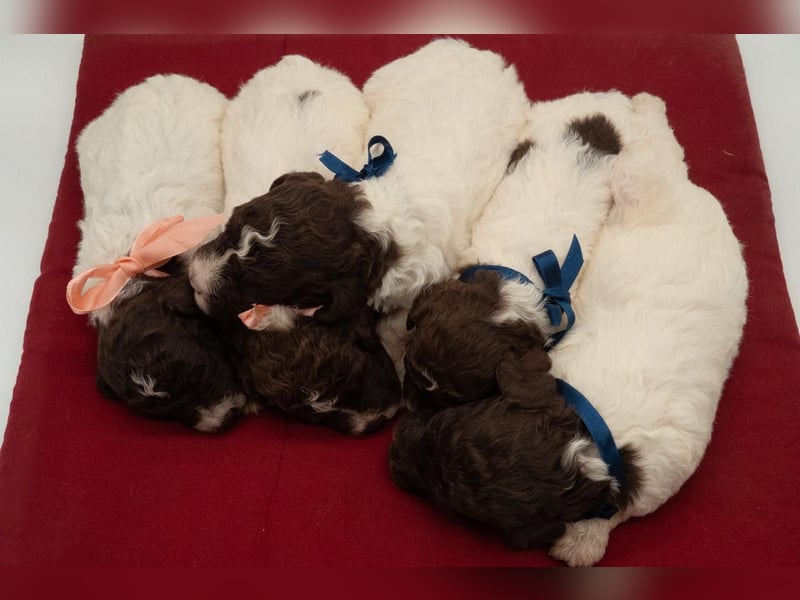 Lagotto Romagnolo Rüde braun-weiß, ENCI-Ahnentafel, Toskana