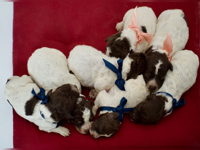 Lagotto Romagnolo Welpen, Wurf vom 17. Juli 2026, ENCI, Toskana