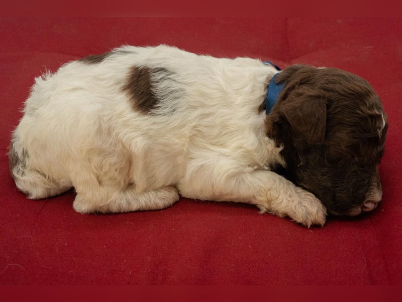 Lagotto Romagnolo Rüde braun-weiß, geboren 10.09.2026, ENCI, Toskana