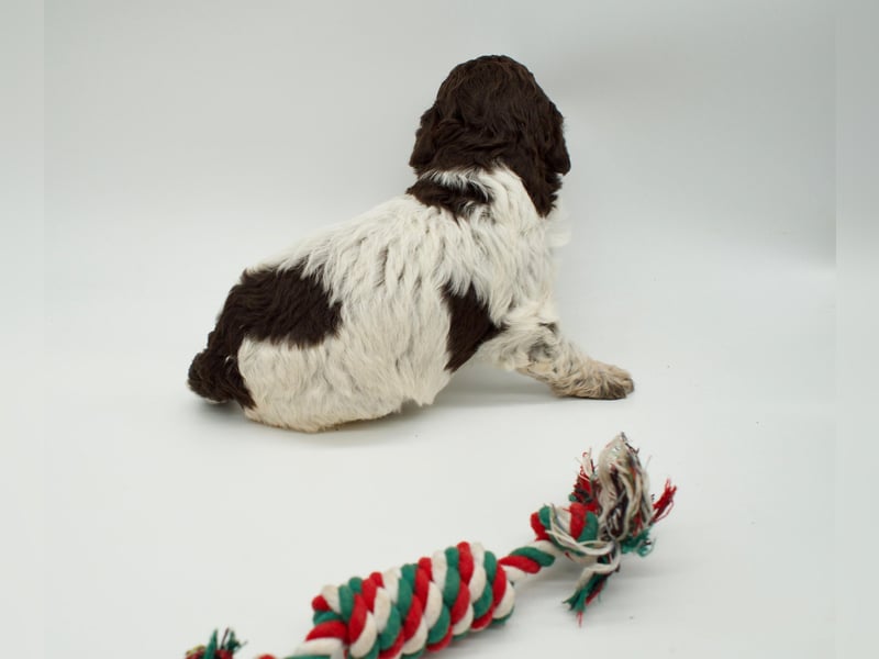Lagotto Romagnolo Welpe, Hündin, ENCI-Ahnentafel, Toskana