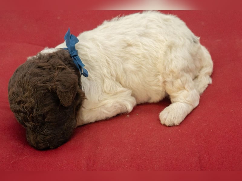 Lagotto Romagnolo Welpen, Wurf vom 10. September 2026, ENCI, Toskana