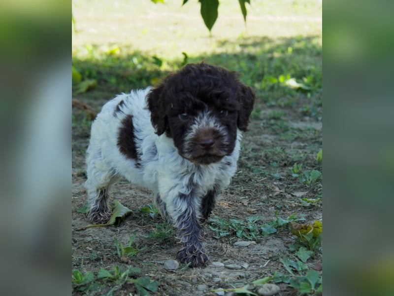 Lagotto Romagnolo Welpe Spillo, ENCI-Ahnentafel, Toskana