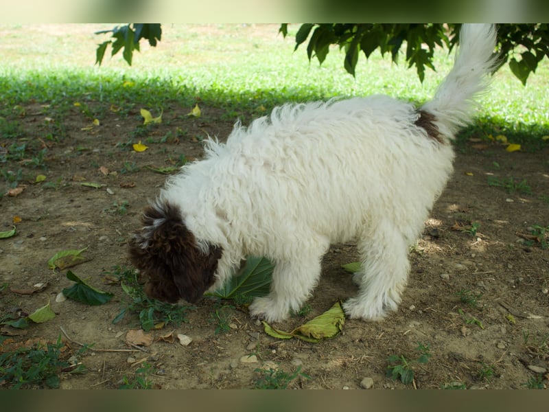 Lagotto Romagnolo Welpe Gina, ENCI-Ahnentafel, Toskana