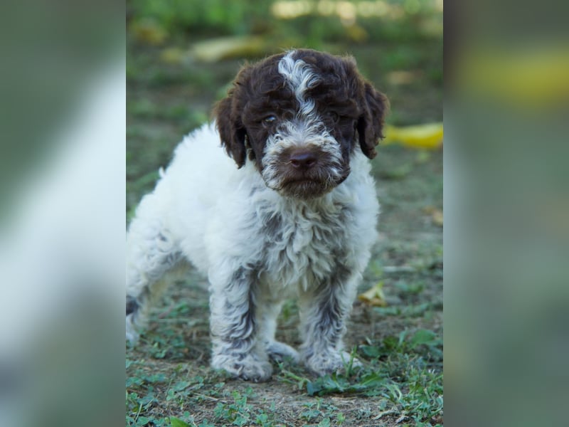 Lagotto Romagnolo Welpe Otto, ENCI-Ahnentafel, Toskana