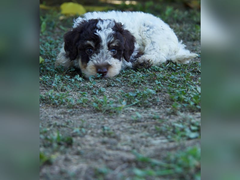 Lagotto Romagnolo Welpe Argo, ENCI-Ahnentafel, Toskana
