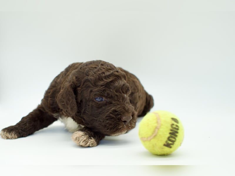 Lagotto Romagnolo Welpe, Rüde, ENCI-Ahnentafel, Toskana