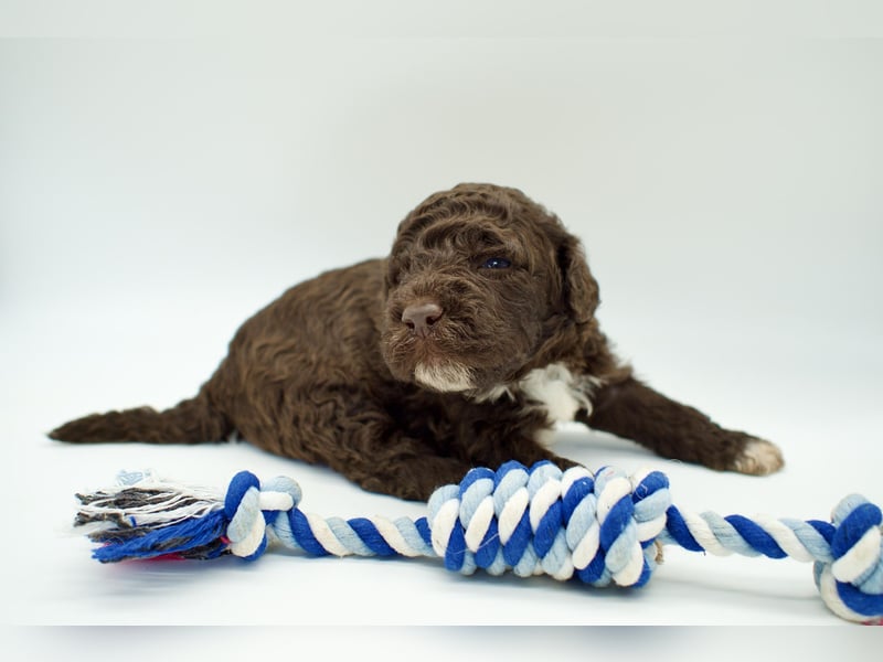 Lagotto Romagnolo Welpe, Rüde, ENCI-Ahnentafel, Toskana