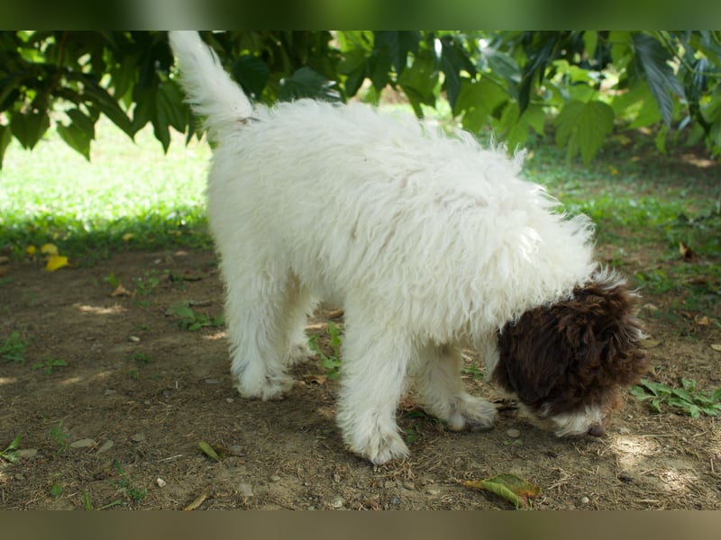 Lagotto Romagnolo Welpe Gina, ENCI-Ahnentafel, Toskana