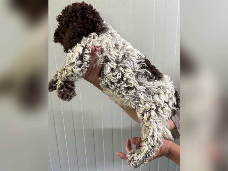 Lagotto Romagnolo Welpe Ugo, ENCI-Ahnentafel, Toskana