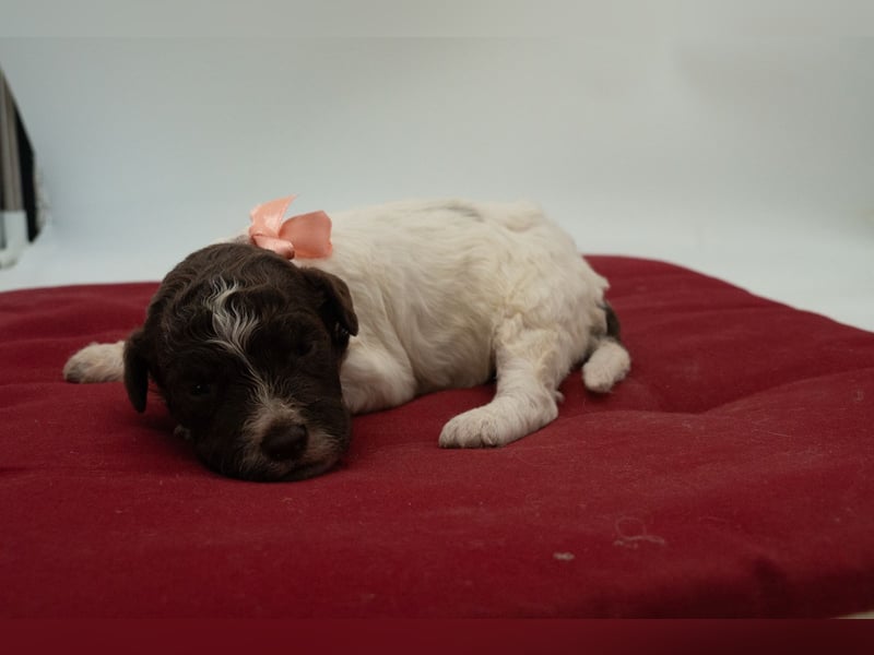 Lagotto Romagnolo Hündin braun-weiß, ENCI-Ahnentafel, Toskana