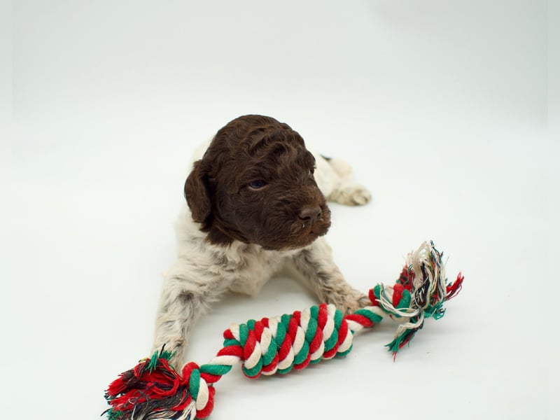 Lagotto Romagnolo Welpe, Hündin, ENCI-Ahnentafel, Toskana