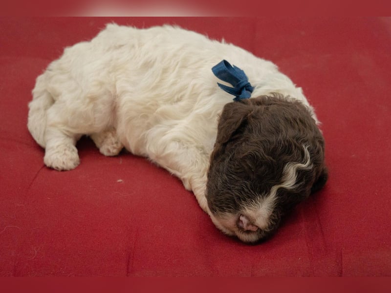 Lagotto Romagnolo Rüde braun-weiß, ENCI-Ahnentafel, Toskana