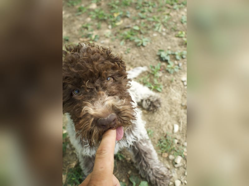 Lagotto Romagnolo Welpe Ugo, ENCI-Ahnentafel, Toskana
