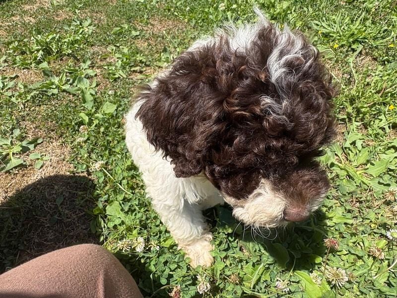 Lagotto Romagnolo Welpin Gina, ENCI-Ahnentafel, Toskana