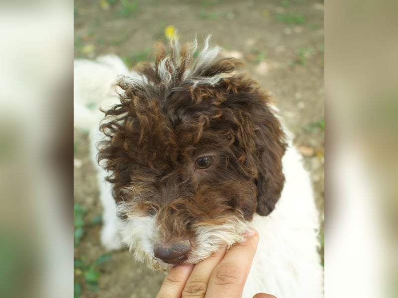 Lagotto Romagnolo Welpe Gina, ENCI-Ahnentafel, Toskana