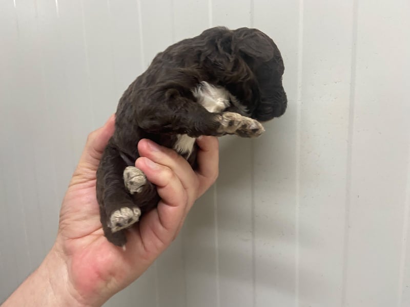 Lagotto Romagnolo Welpe, Rüde, ENCI-Ahnentafel, Toskana