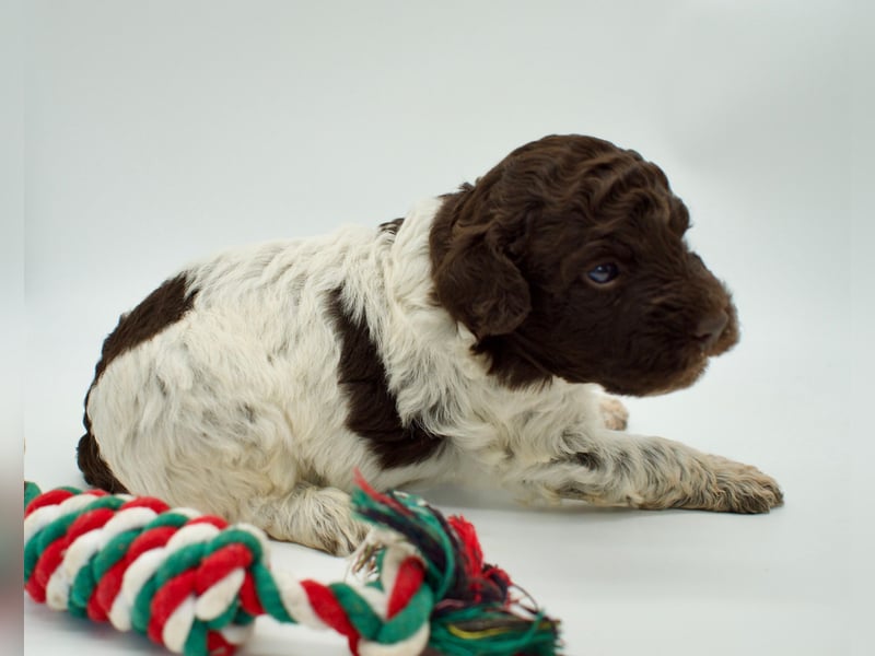 Lagotto Romagnolo Welpe, Hündin, ENCI-Ahnentafel, Toskana