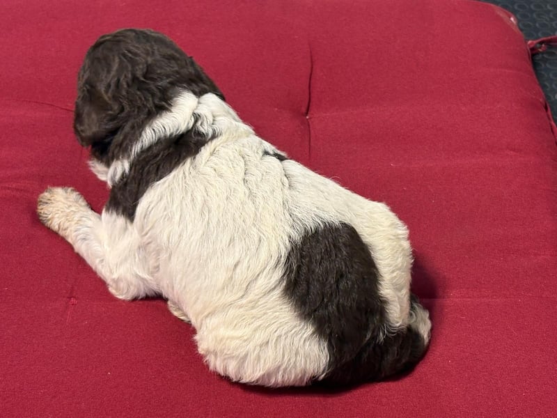 Lagotto Romagnolo Welpin, Hündin, ENCI-Ahnentafel, Toskana