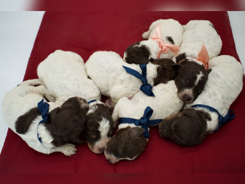Lagotto Romagnolo Welpen, Wurf vom 17. Juli 2026, ENCI, Toskana