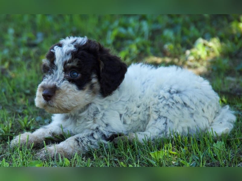 Lagotto Romagnolo Welpe Argo, ENCI-Ahnentafel, Toskana