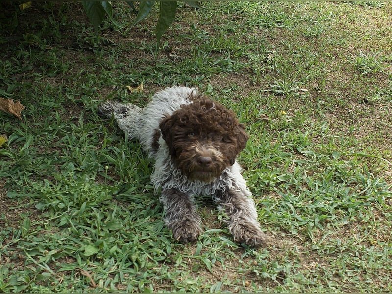 Lagotto Romagnolo Welpe Ugo, ENCI-Ahnentafel, Toskana