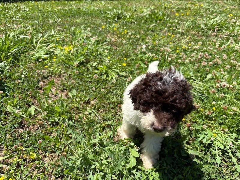 Lagotto Romagnolo Welpin Gina, ENCI-Ahnentafel, Toskana