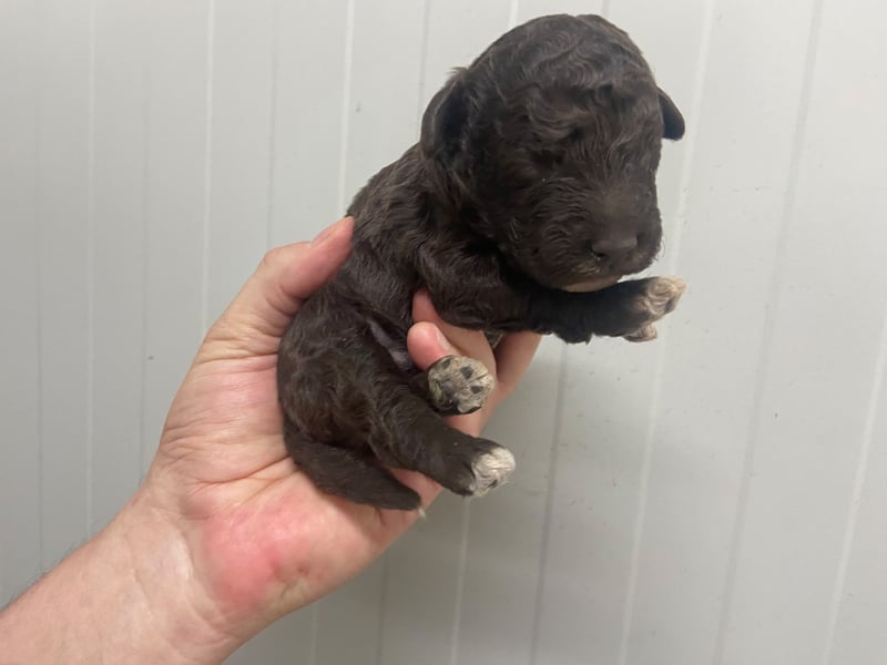 Lagotto Romagnolo Welpe, Rüde, ENCI-Ahnentafel, Toskana