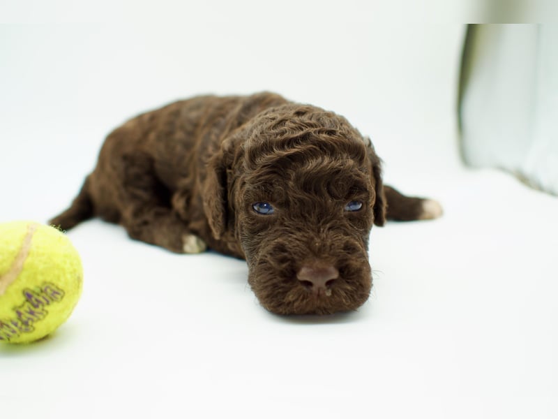Lagotto Romagnolo Welpe, Rüde, ENCI-Ahnentafel, Toskana