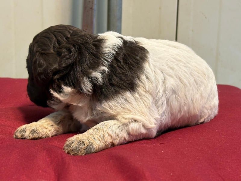 Lagotto Romagnolo Welpin, Hündin, ENCI-Ahnentafel, Toskana