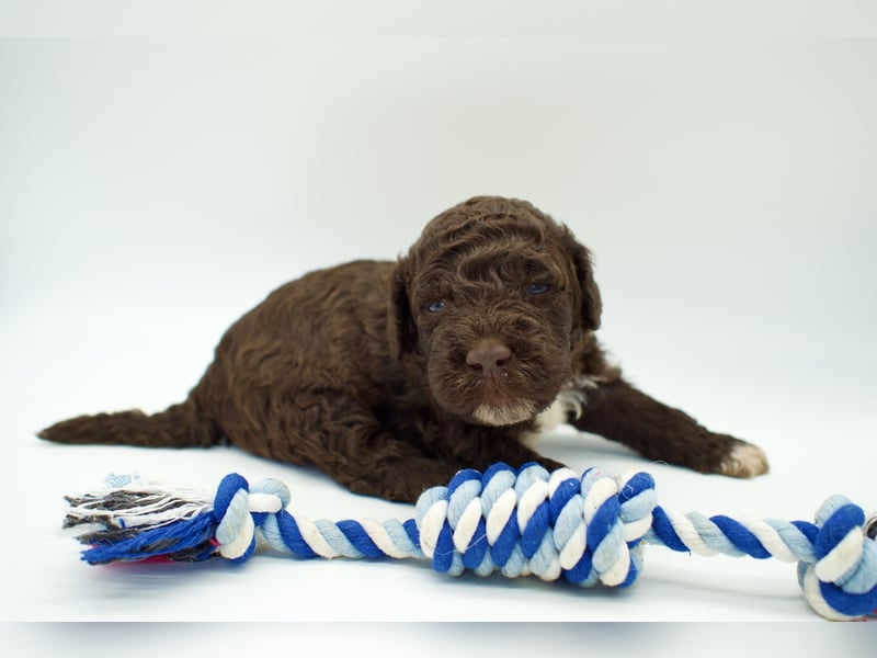 Lagotto Romagnolo Welpe, Rüde, ENCI-Ahnentafel, Toskana