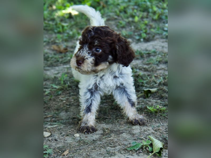 Lagotto Romagnolo Welpe Fiocco, ENCI-Ahnentafel, Toskana