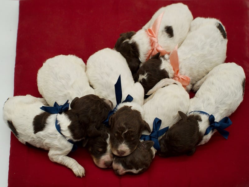 Lagotto Romagnolo Welpen, Wurf vom 17. Juli 2026, ENCI, Toskana
