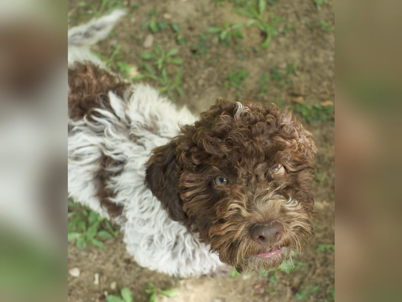 Lagotto Romagnolo Welpe Ugo, ENCI-Ahnentafel, Toskana