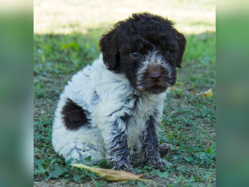 Lagotto Romagnolo Welpe Spillo, ENCI-Ahnentafel, Toskana