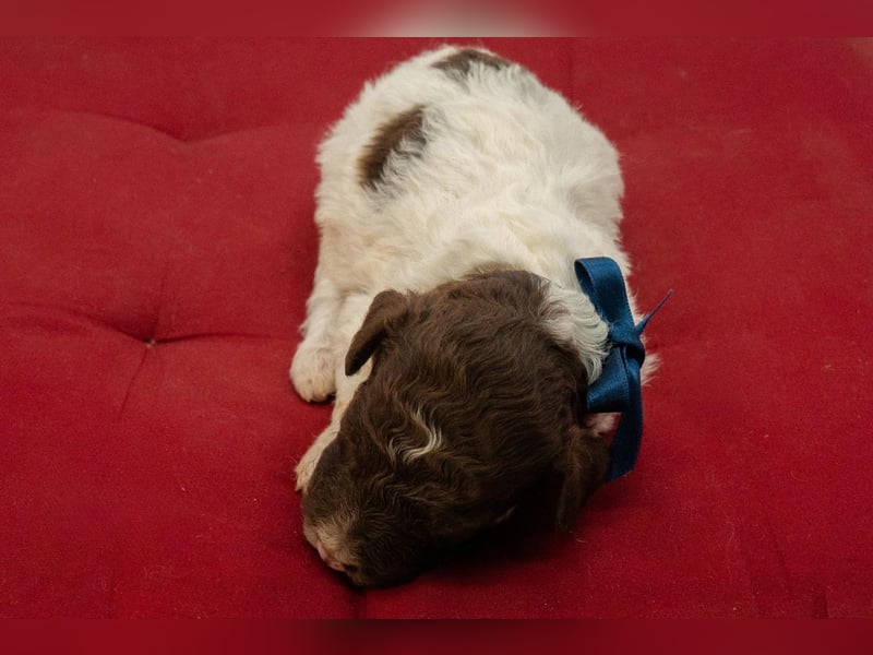 Lagotto Romagnolo Welpen, Wurf vom 10. September 2026, ENCI, Toskana