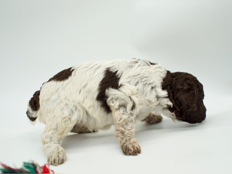 Lagotto Romagnolo Welpe, Hündin, ENCI-Ahnentafel, Toskana