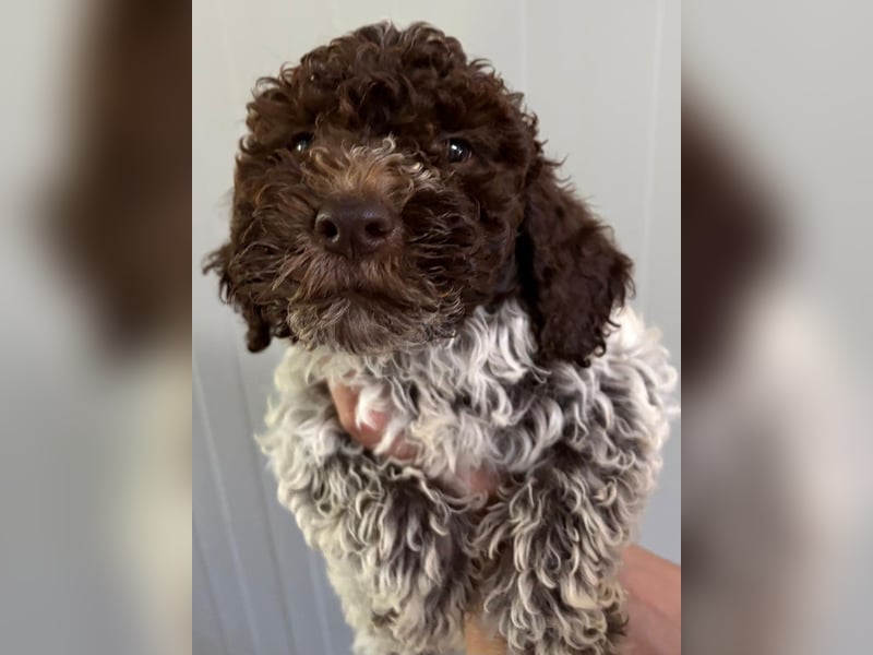 Lagotto Romagnolo Welpe Ugo, ENCI-Ahnentafel, Toskana