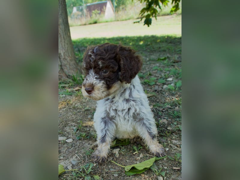 Lagotto Romagnolo Welpe Fiocco, ENCI-Ahnentafel, Toskana