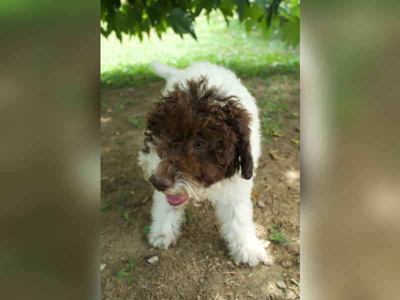 Lagotto Romagnolo Welpe Gina, ENCI-Ahnentafel, Toskana