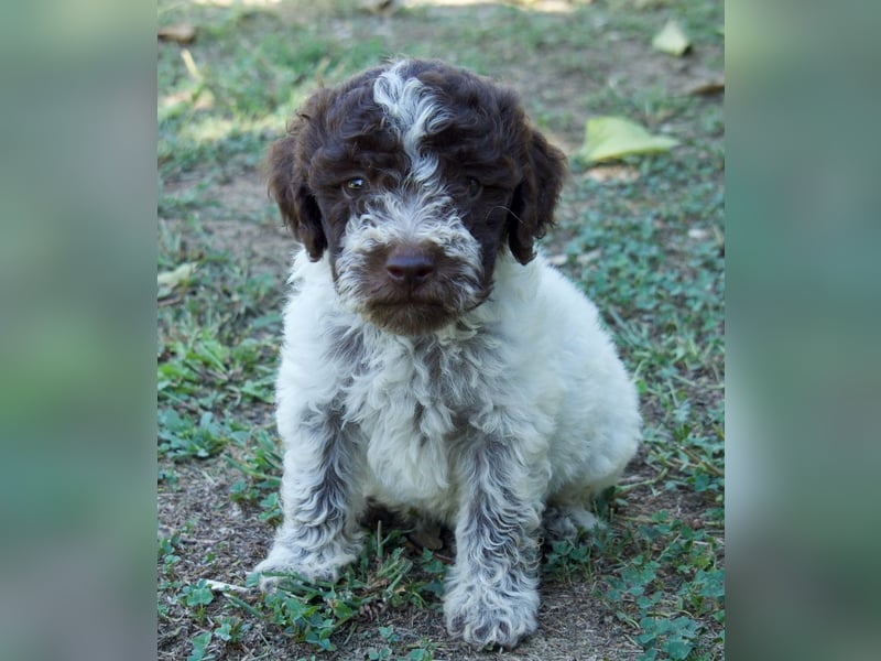 Lagotto Romagnolo Welpe Otto, ENCI-Ahnentafel, Toskana