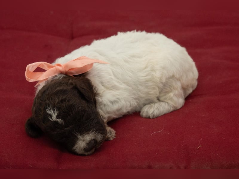 Lagotto Romagnolo Welpen, Wurf vom 10. September 2026, ENCI, Toskana