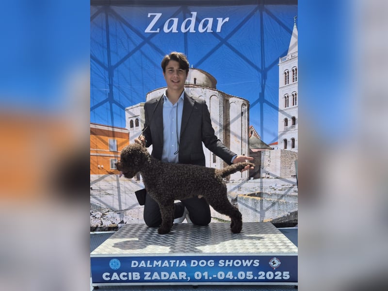 Cuccioli di Lagotto Romagnolo con pedigree export